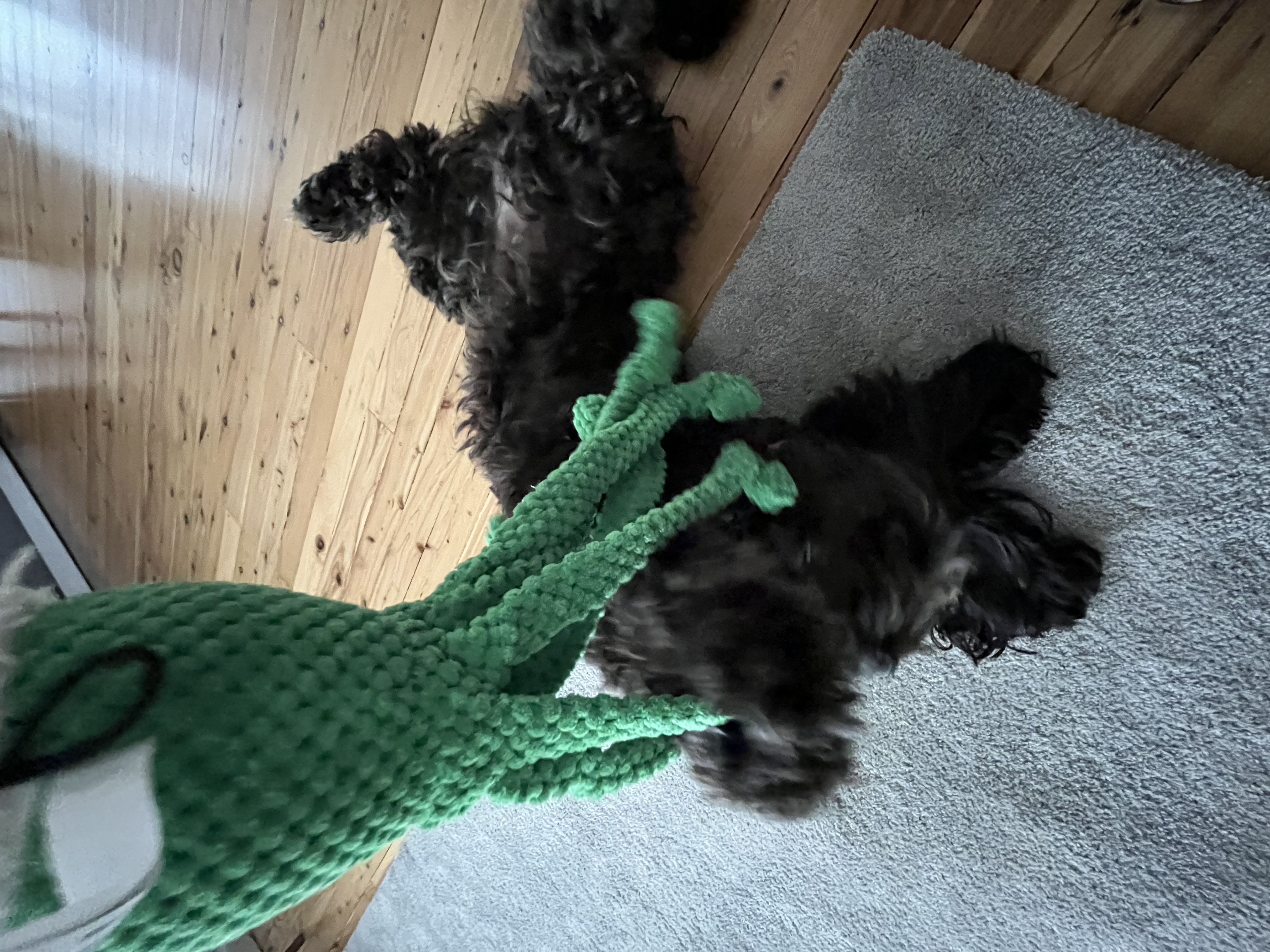 image-7