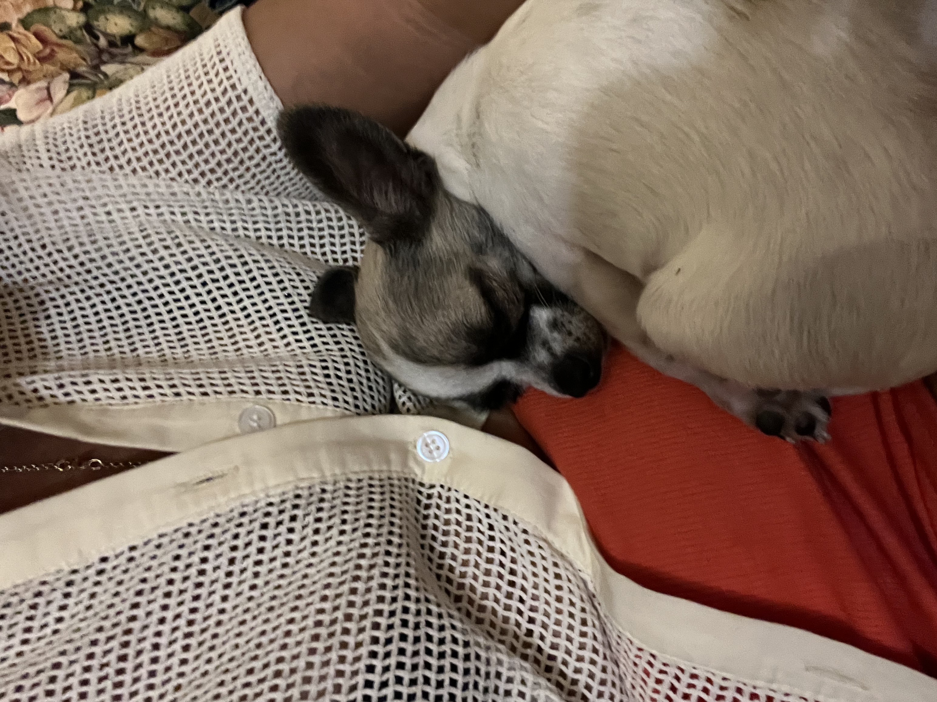 image-7