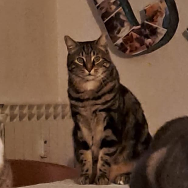 Ettore
