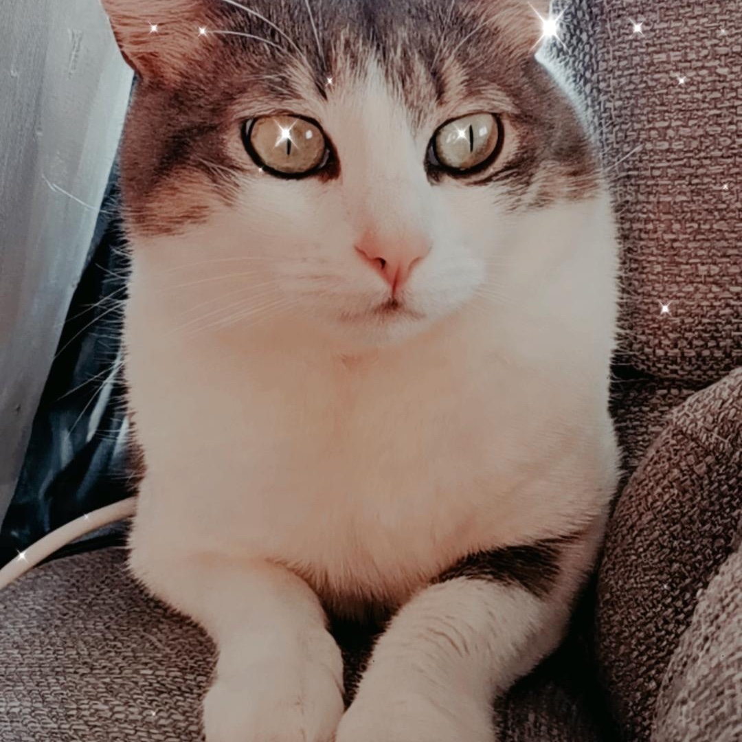 Micia 