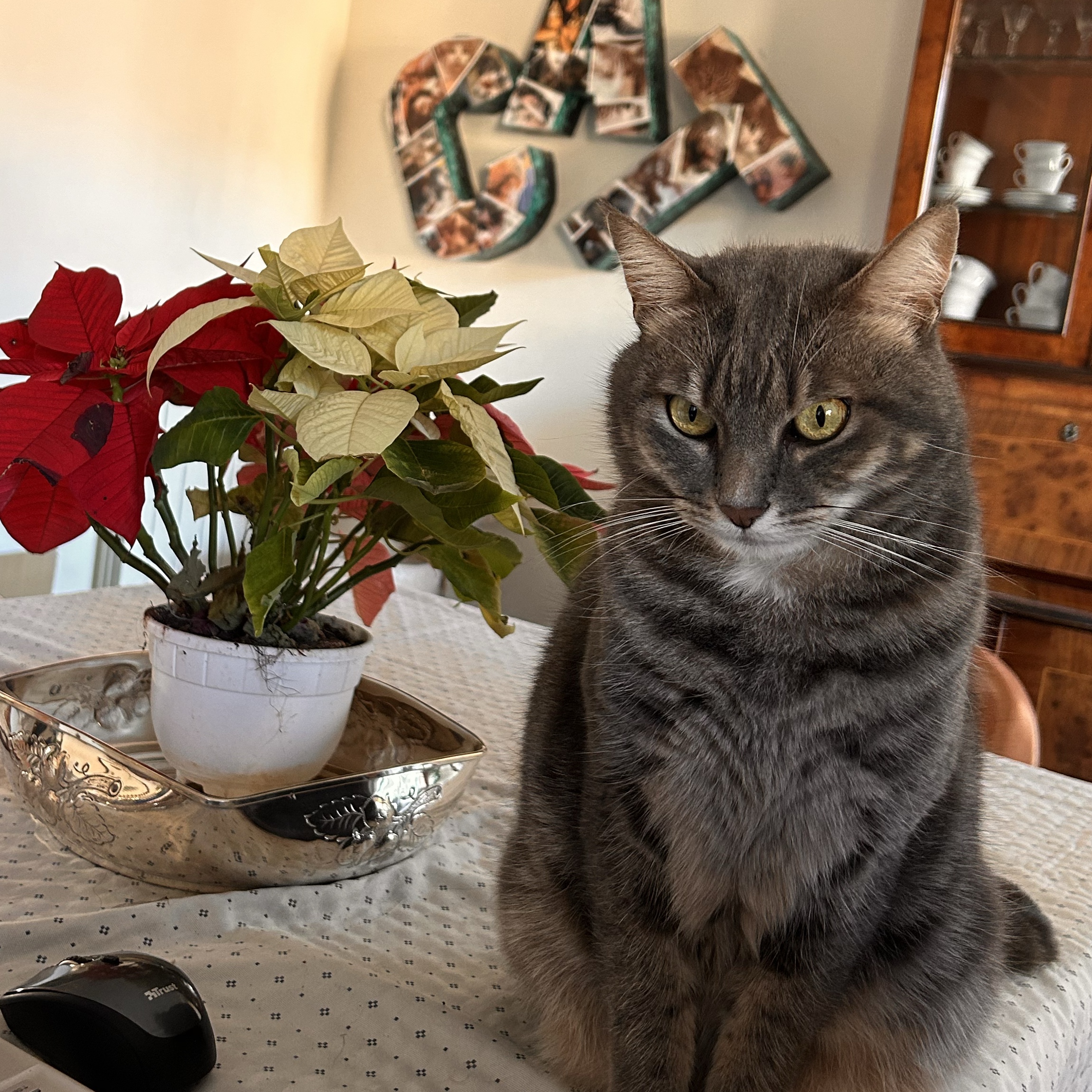 Sophie 