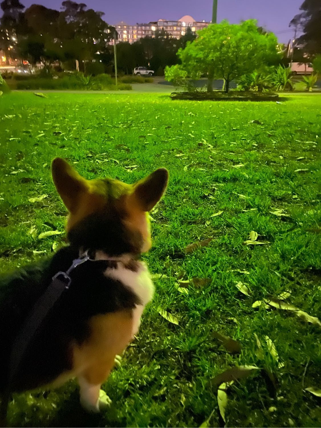 image-7