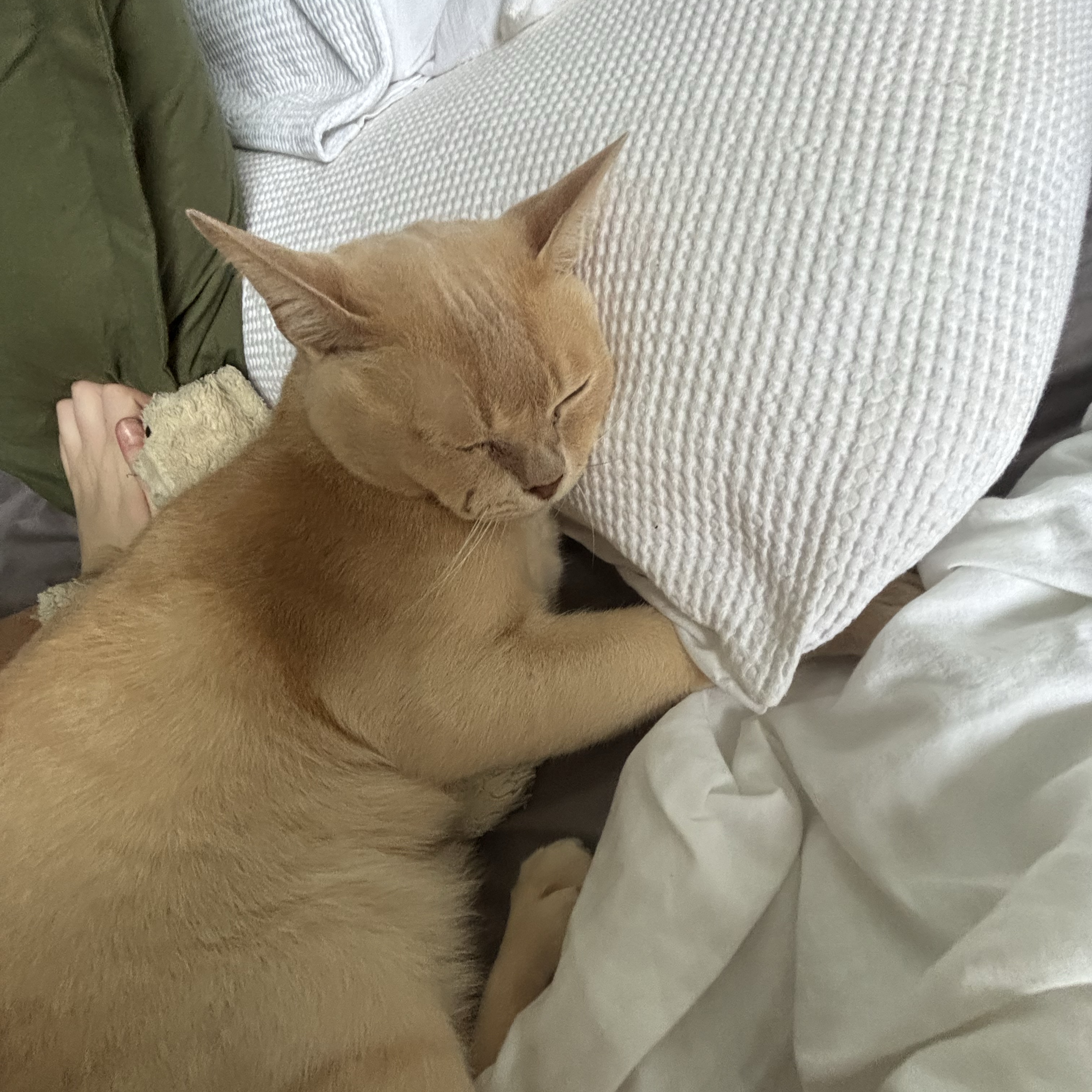 Casper 