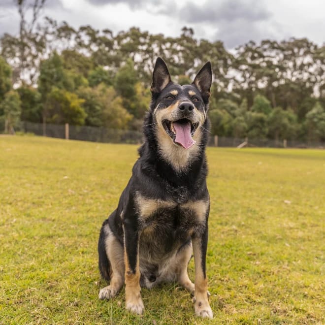 Vader