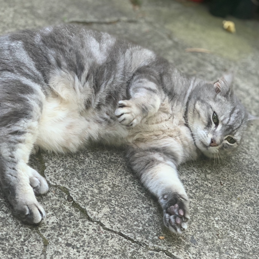 Lulu 