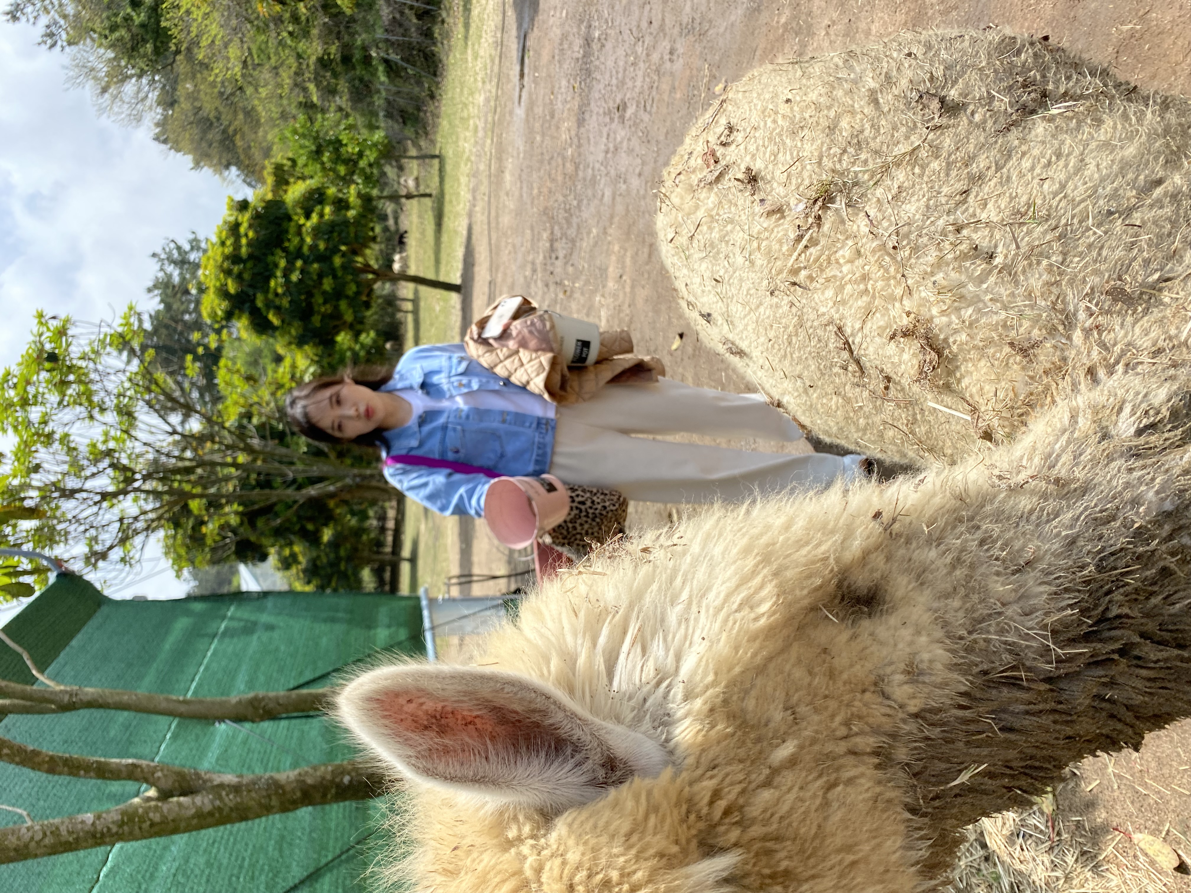 image-7