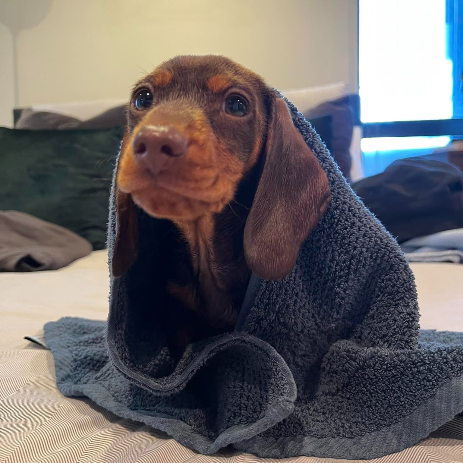 Arlo