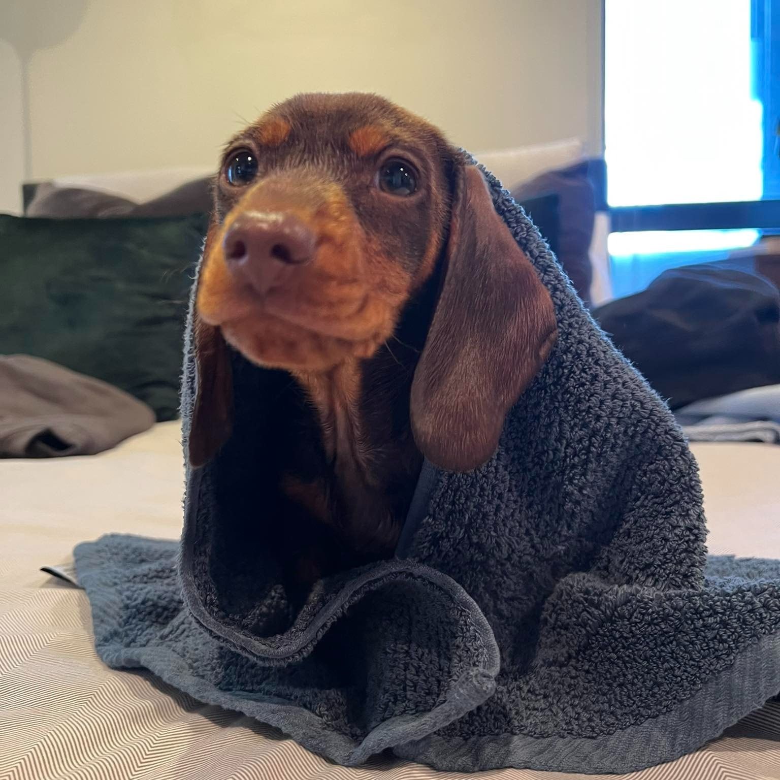 Arlo