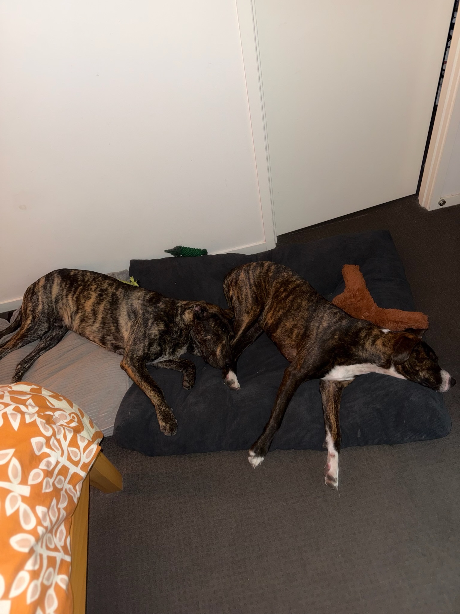 image-7