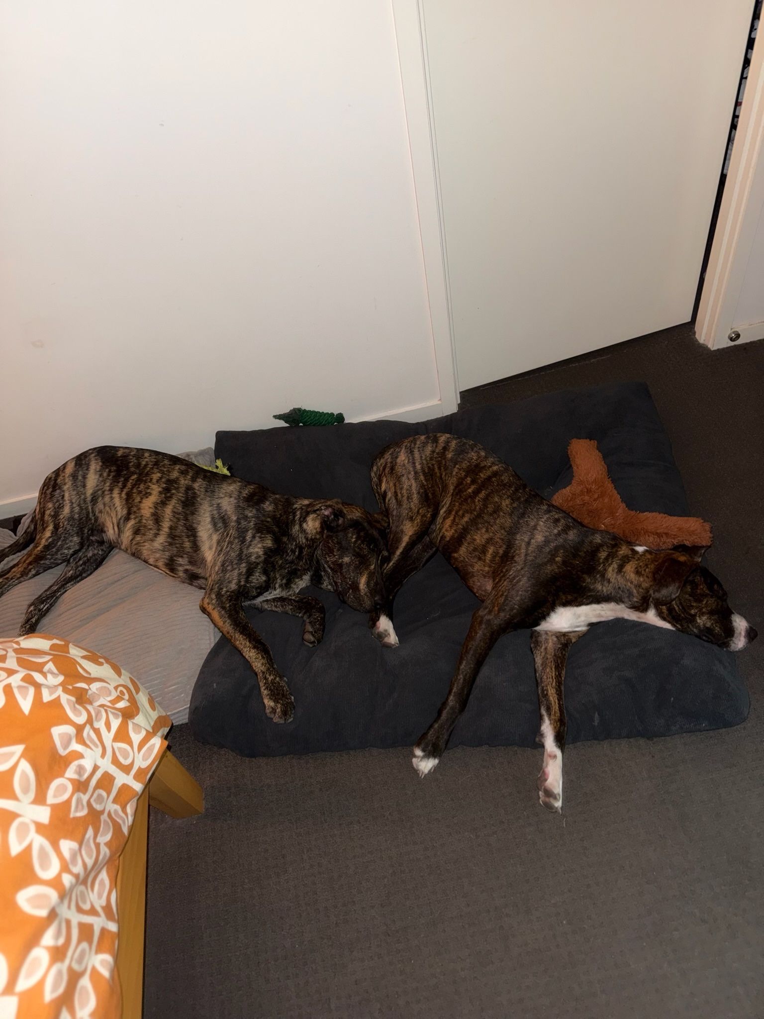 image-7