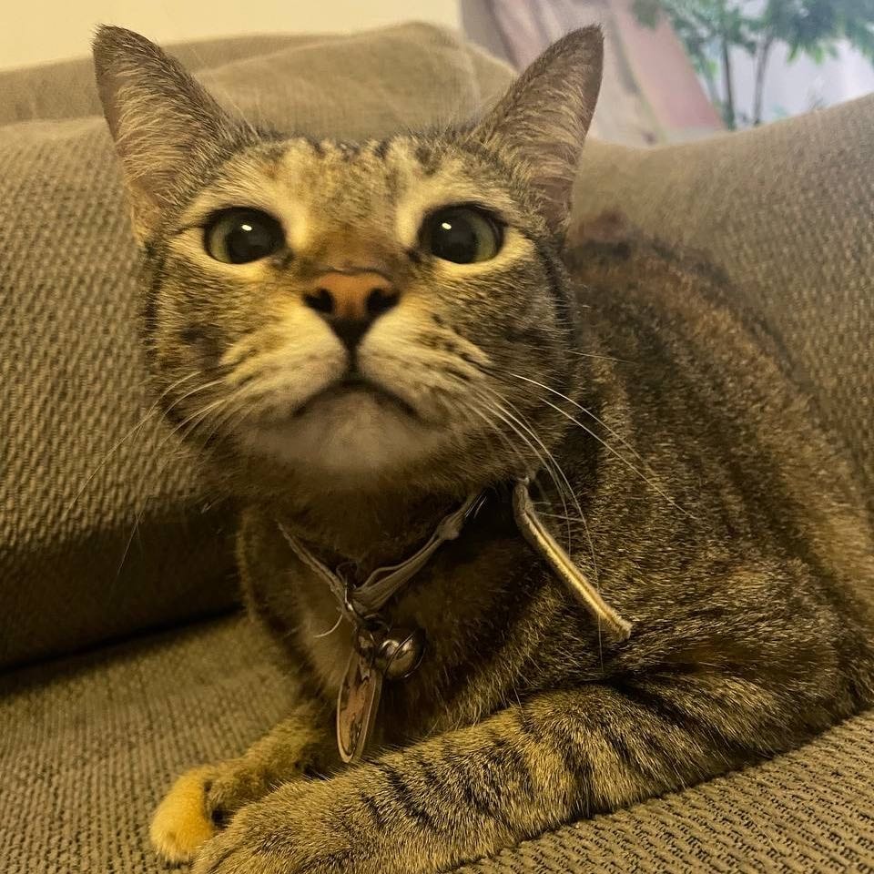 tabby