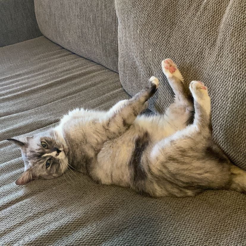 Mimi