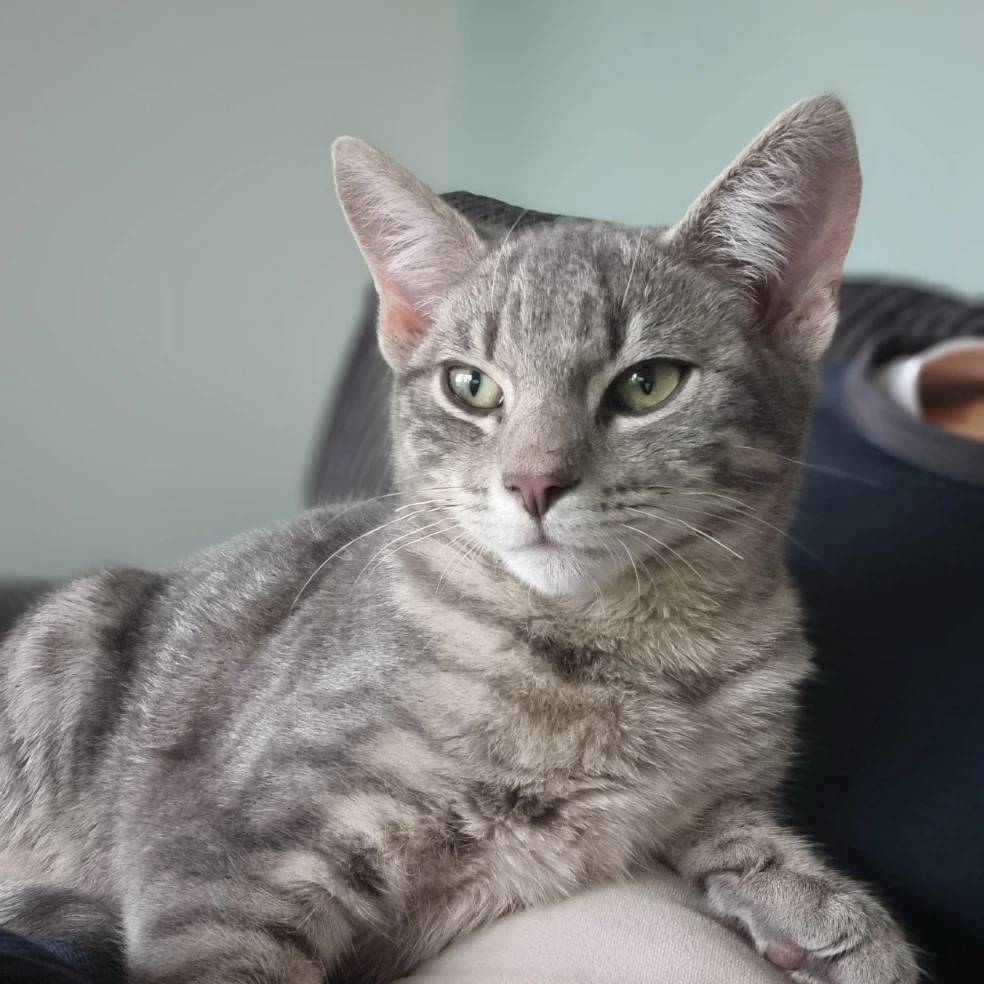 Tony 