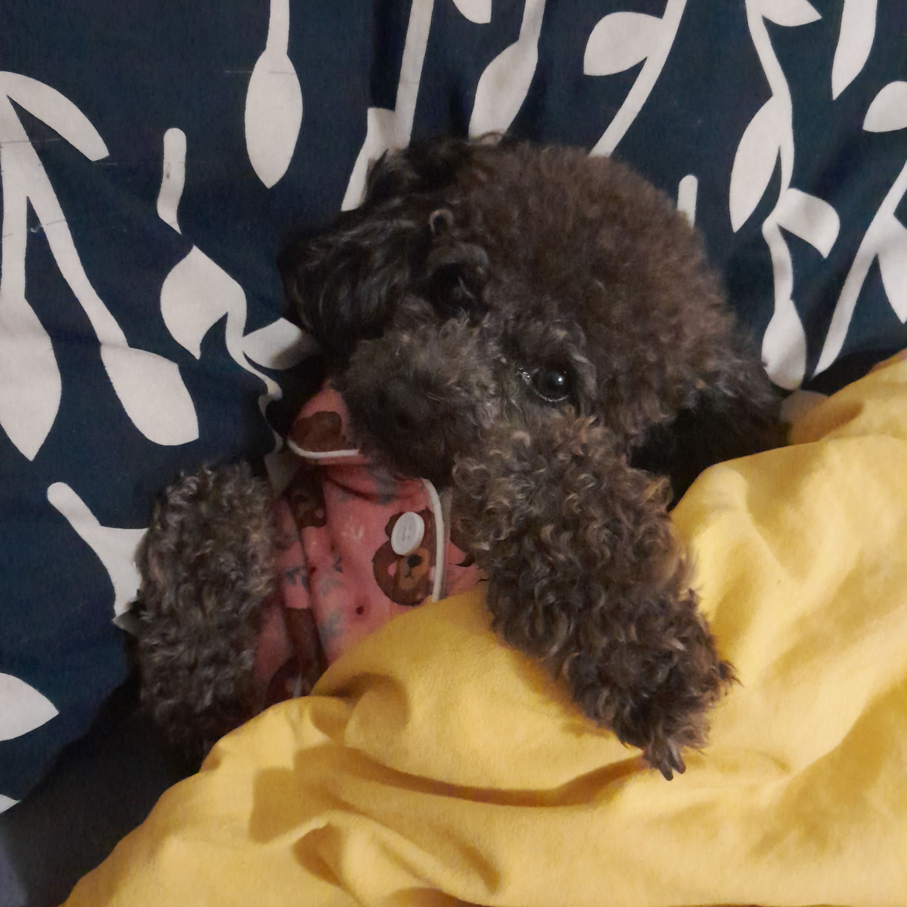 Archie