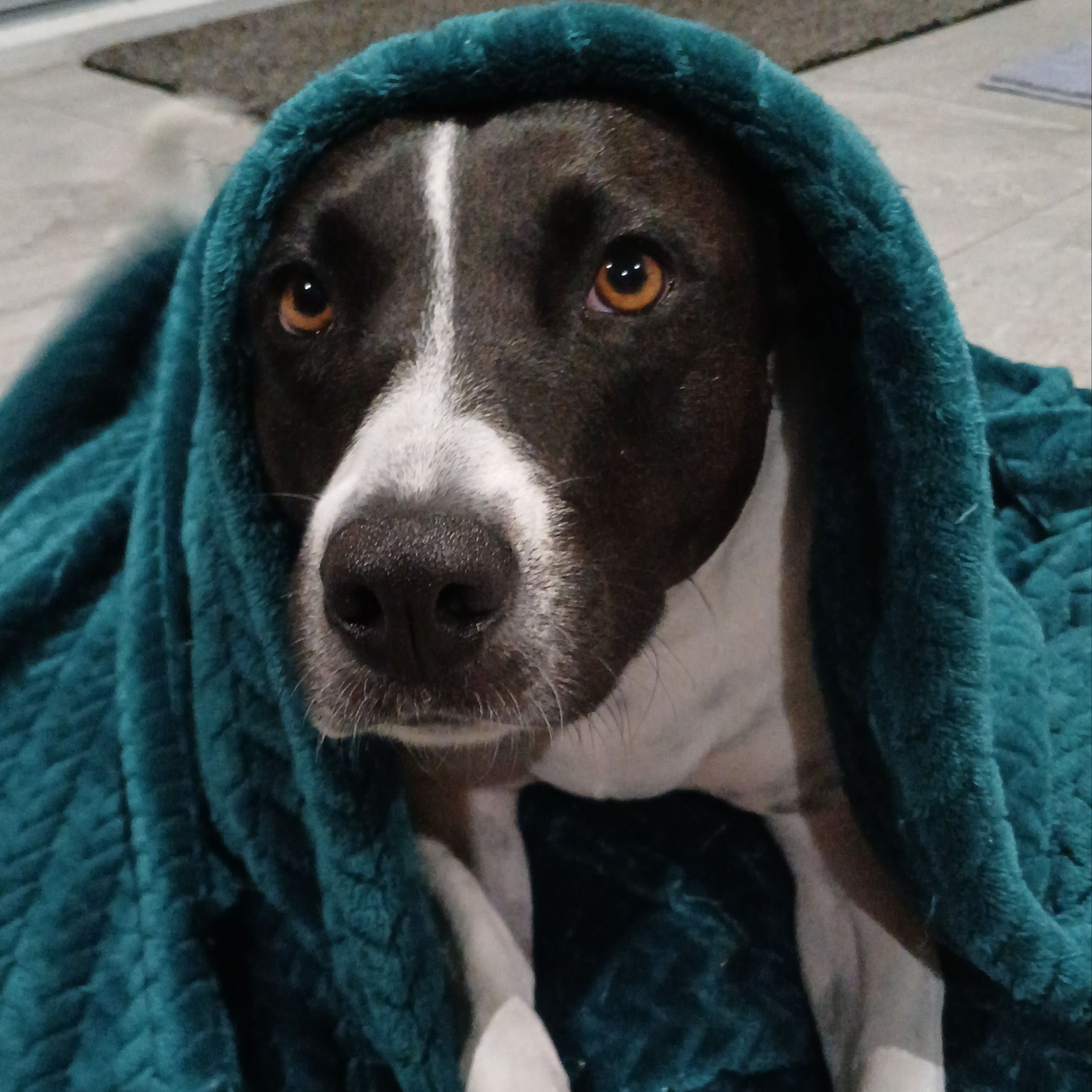 Leia
