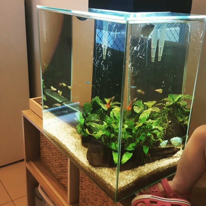 Fish
