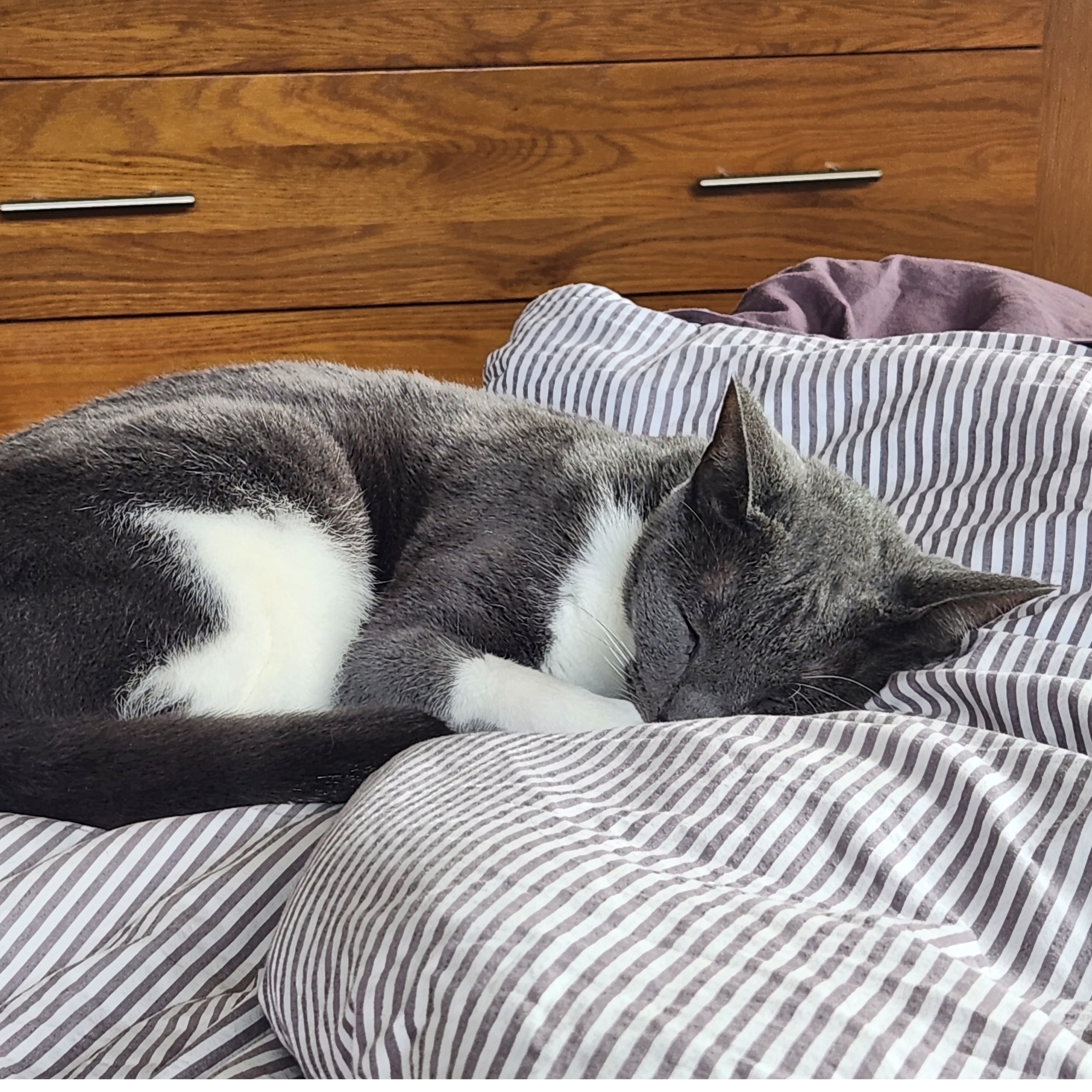 Buddy