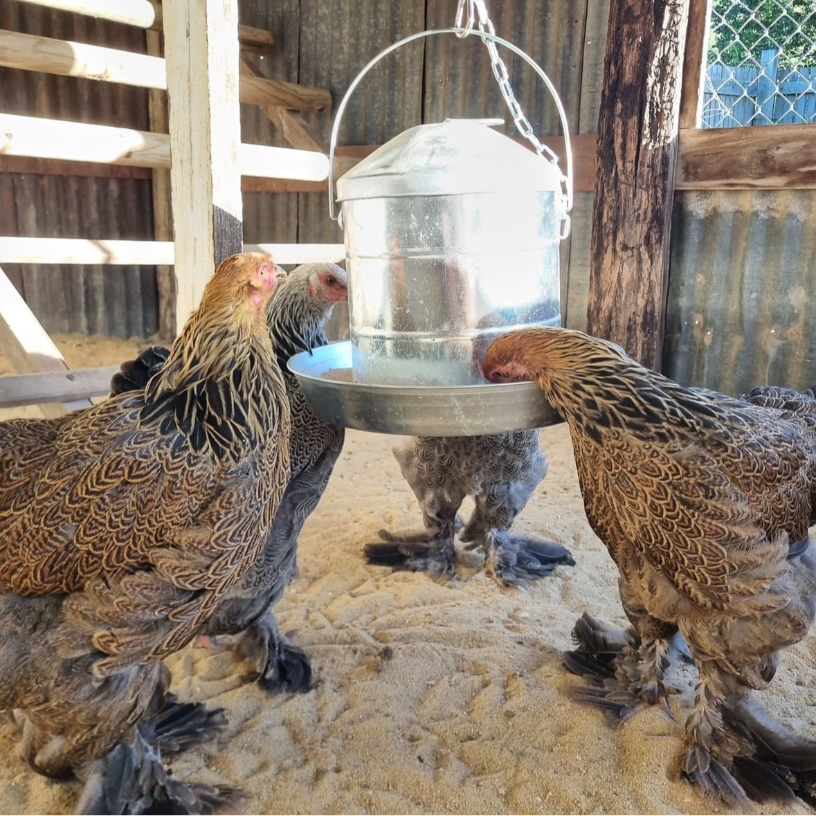 Chickens