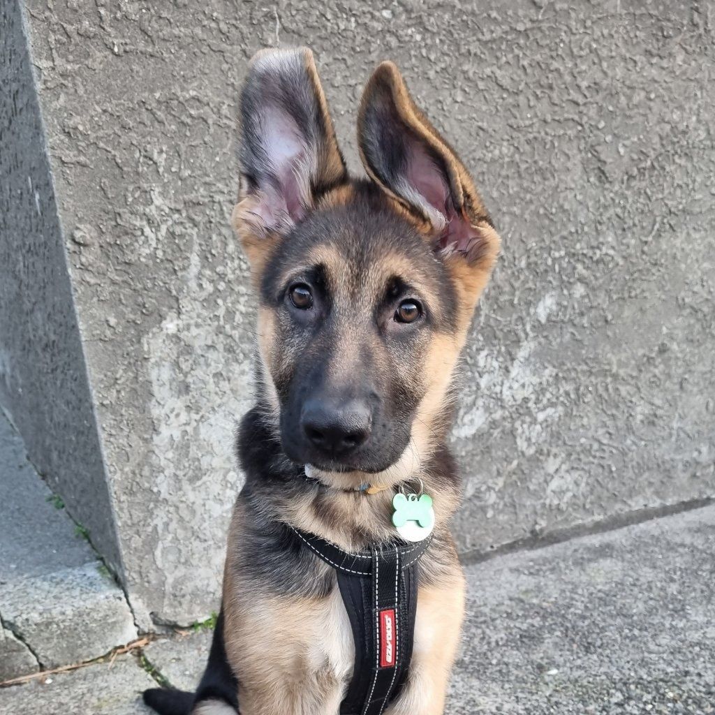 Cyrus
