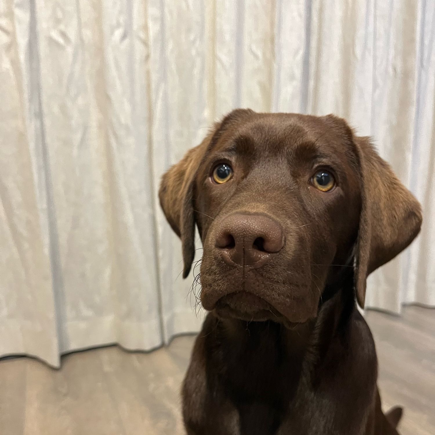 Frankie