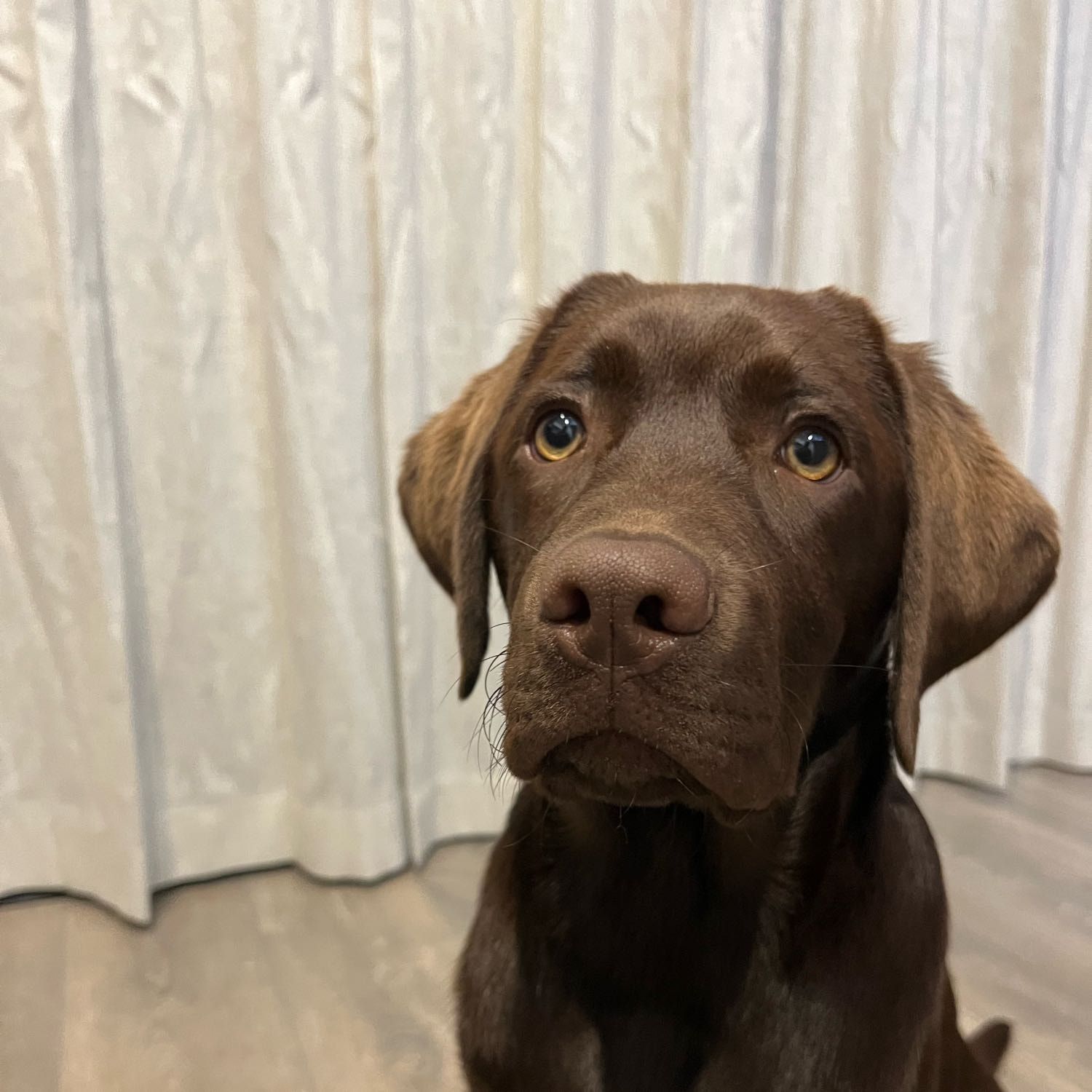 Frankie