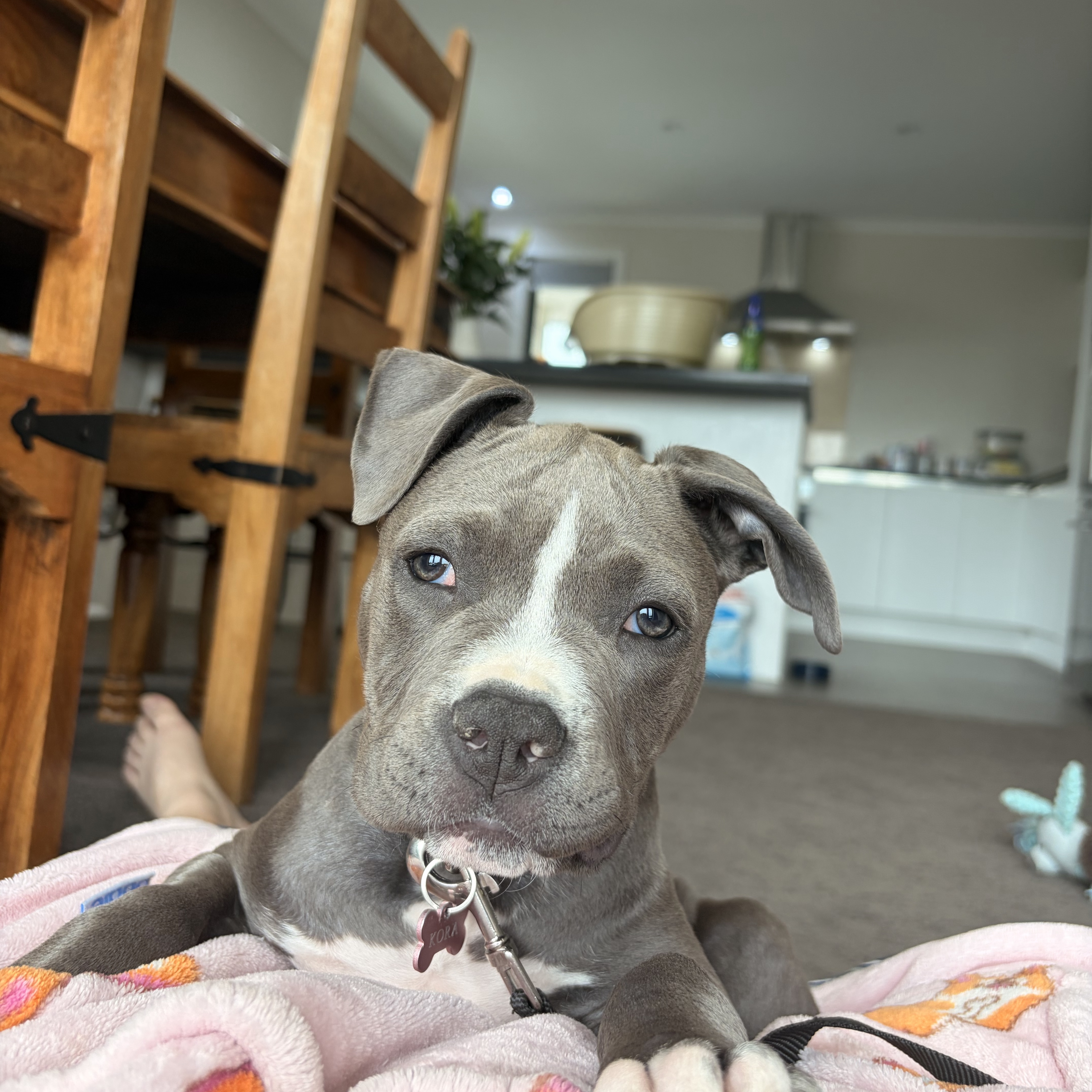 Kora 