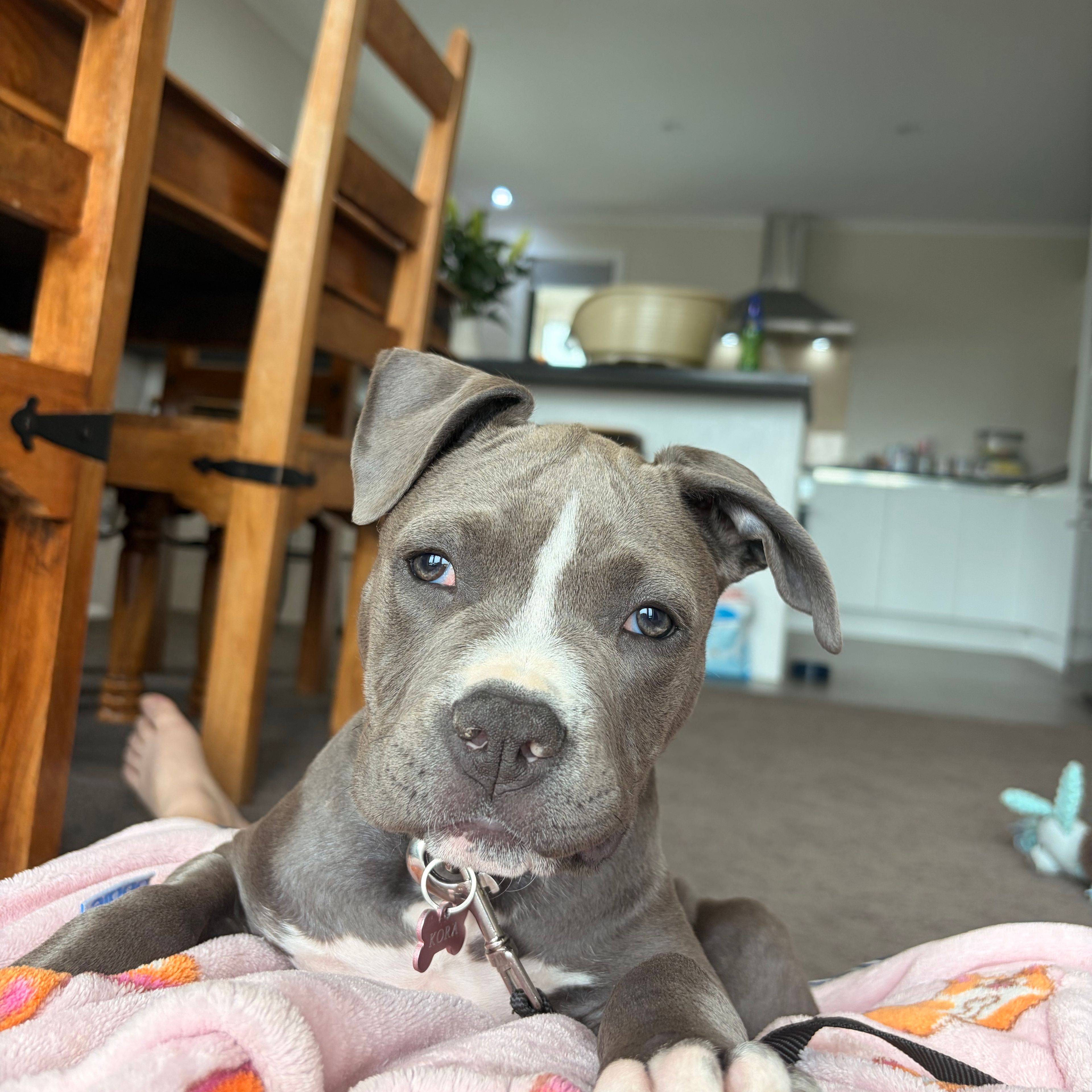 Kora
