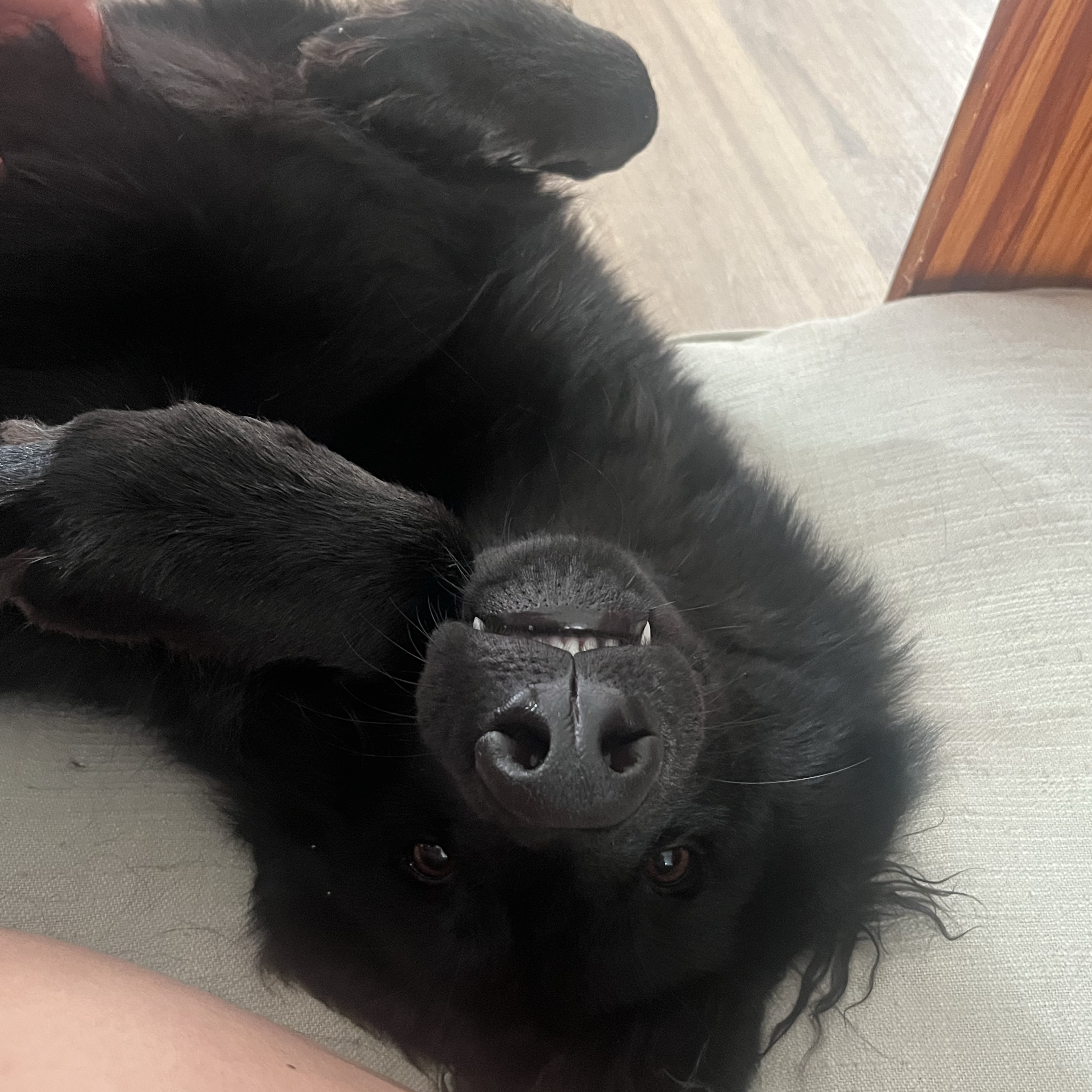 Jet