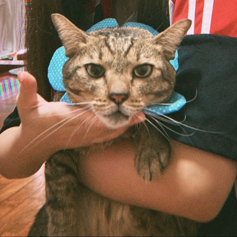 meiji 