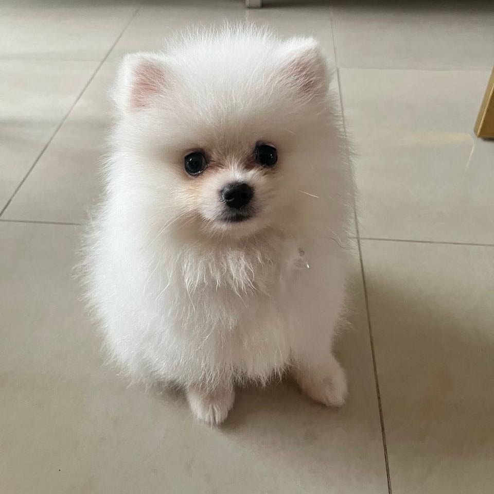 xiaobai 