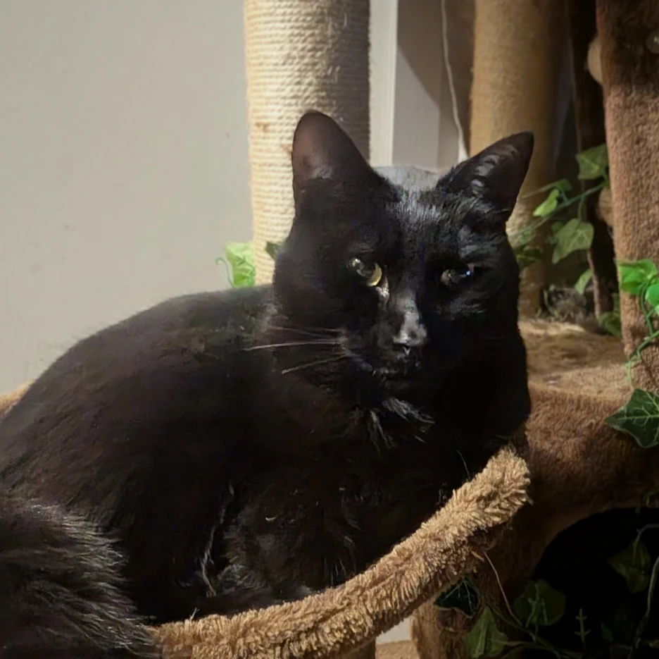 Ninja