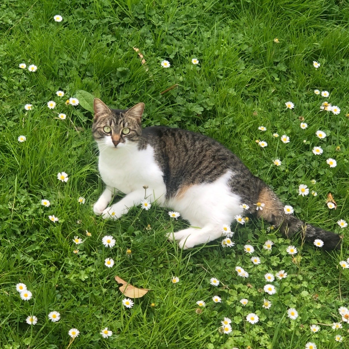 Millie 