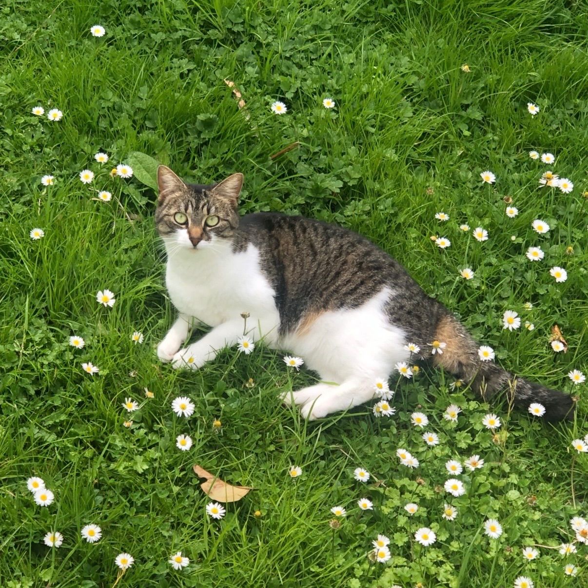 Millie
