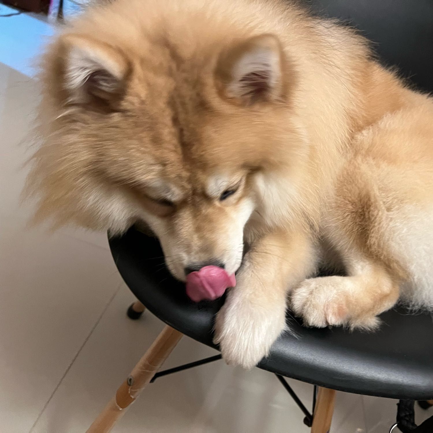 Pom