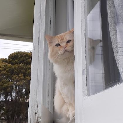 Alfred