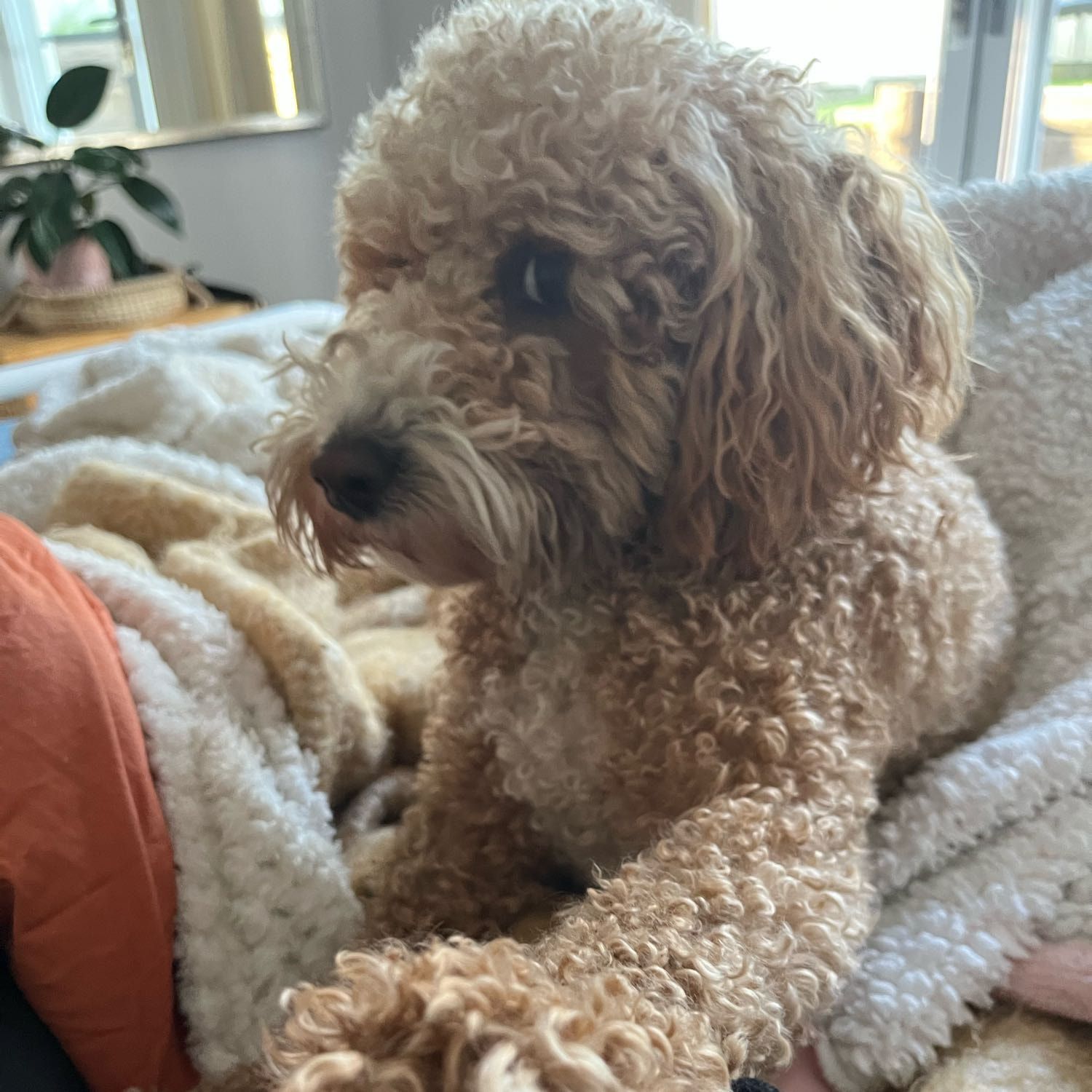 Gracie