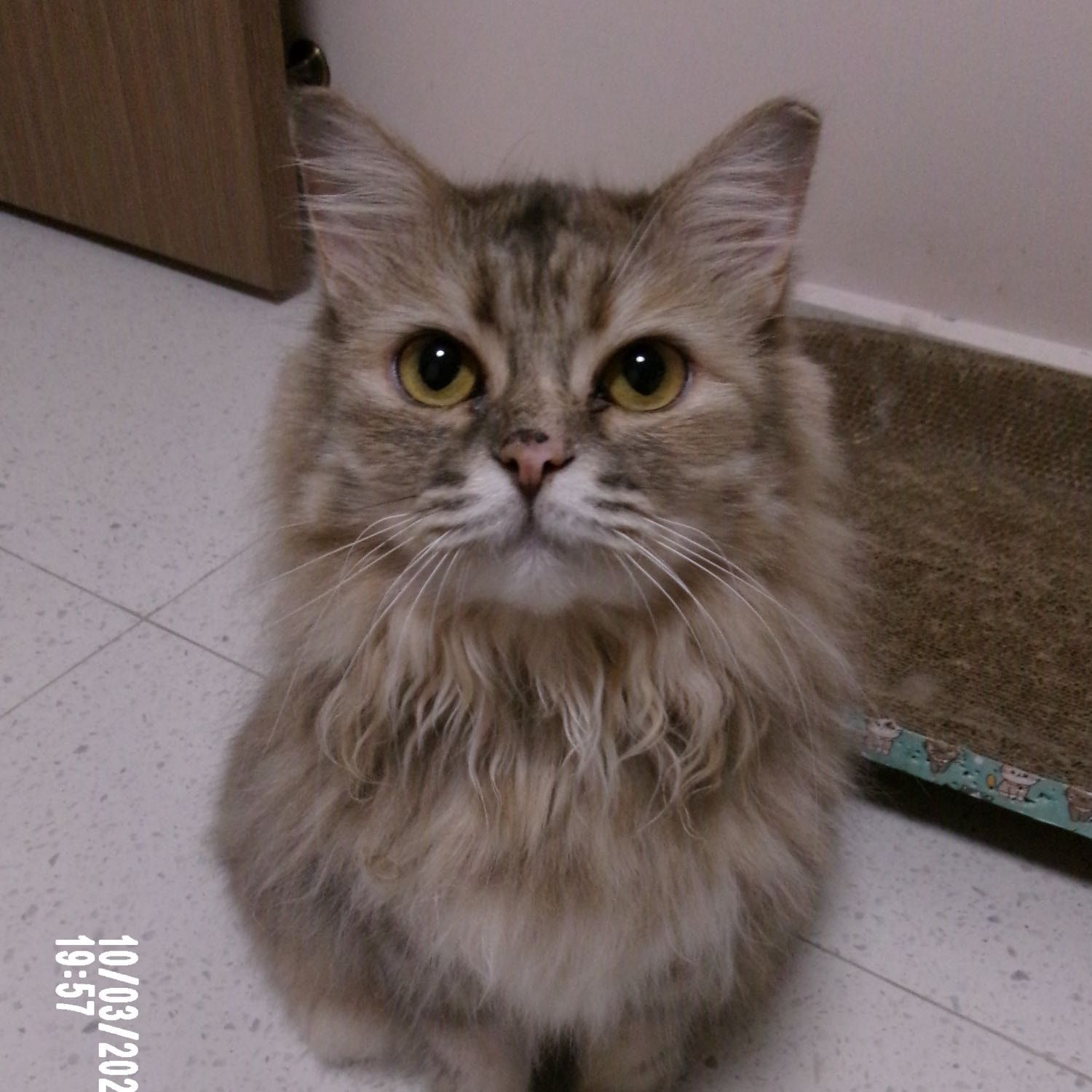Miffy