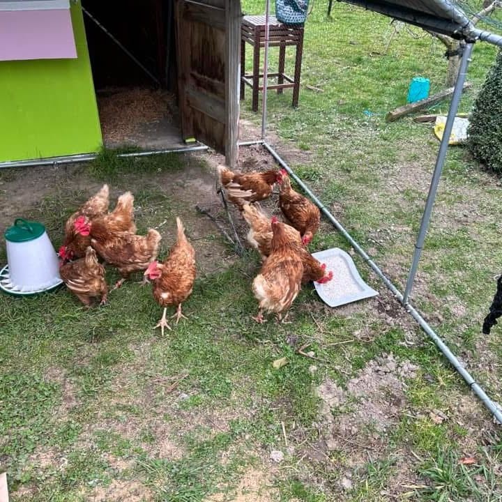 Chickens 