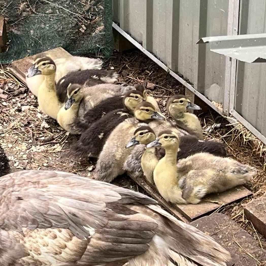 Ducklings