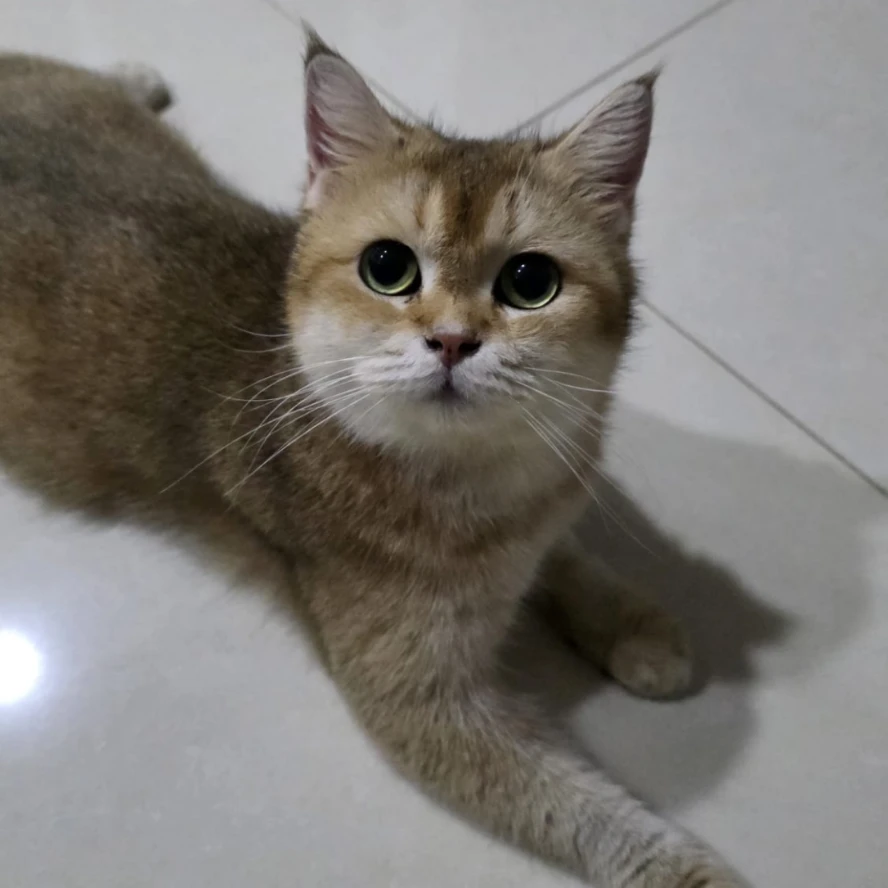 Heihei