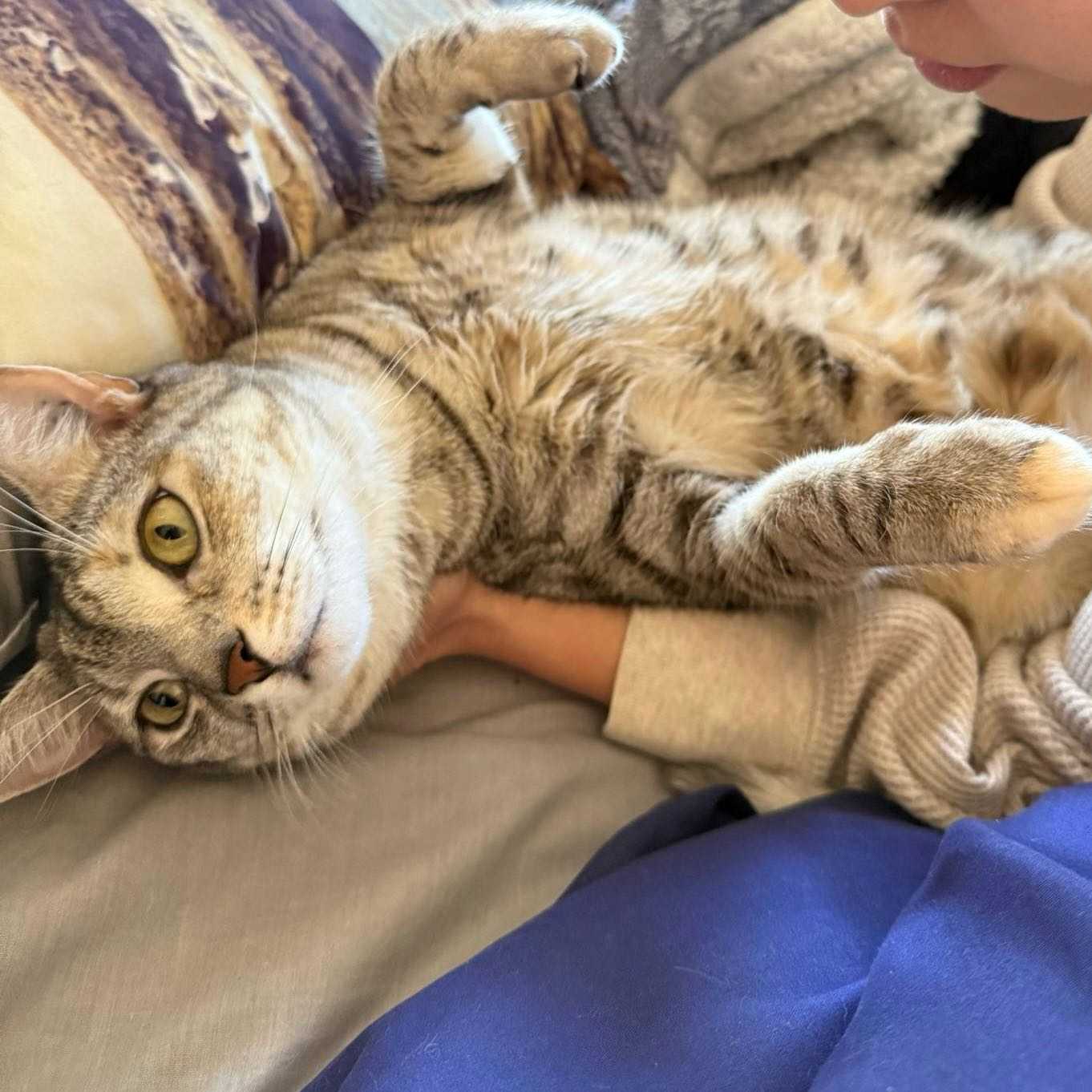 Feng li su 鳳梨酥