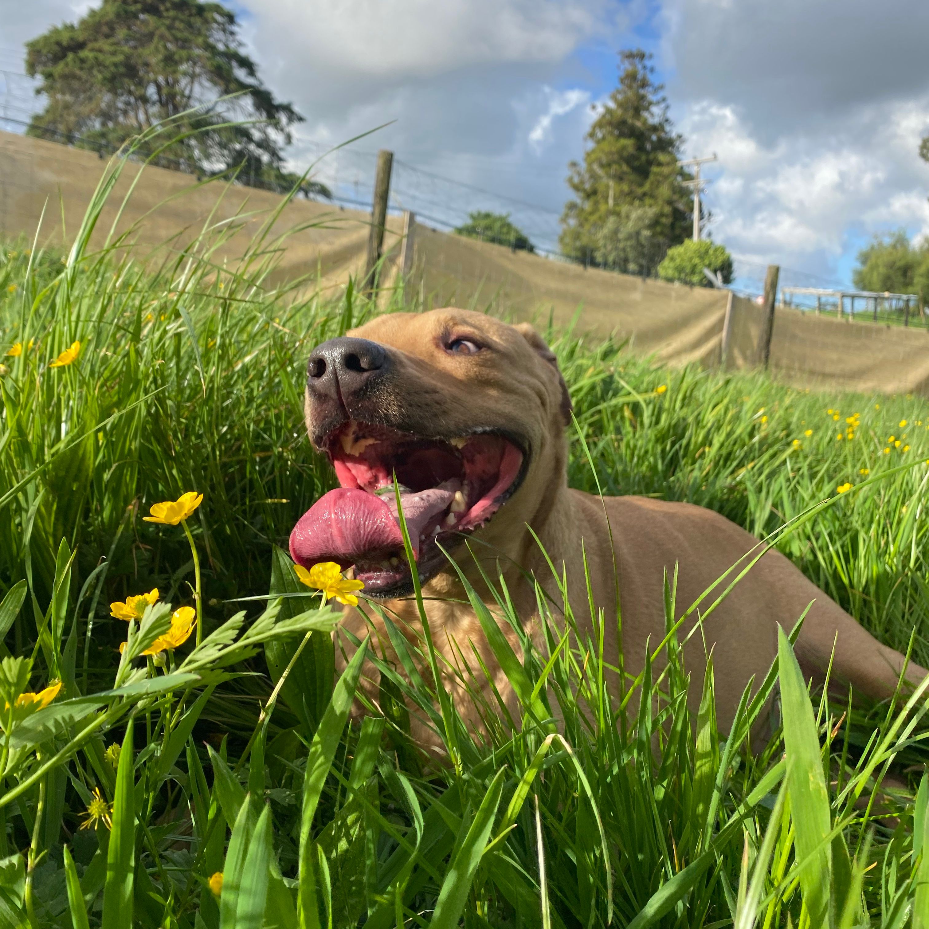 Duke