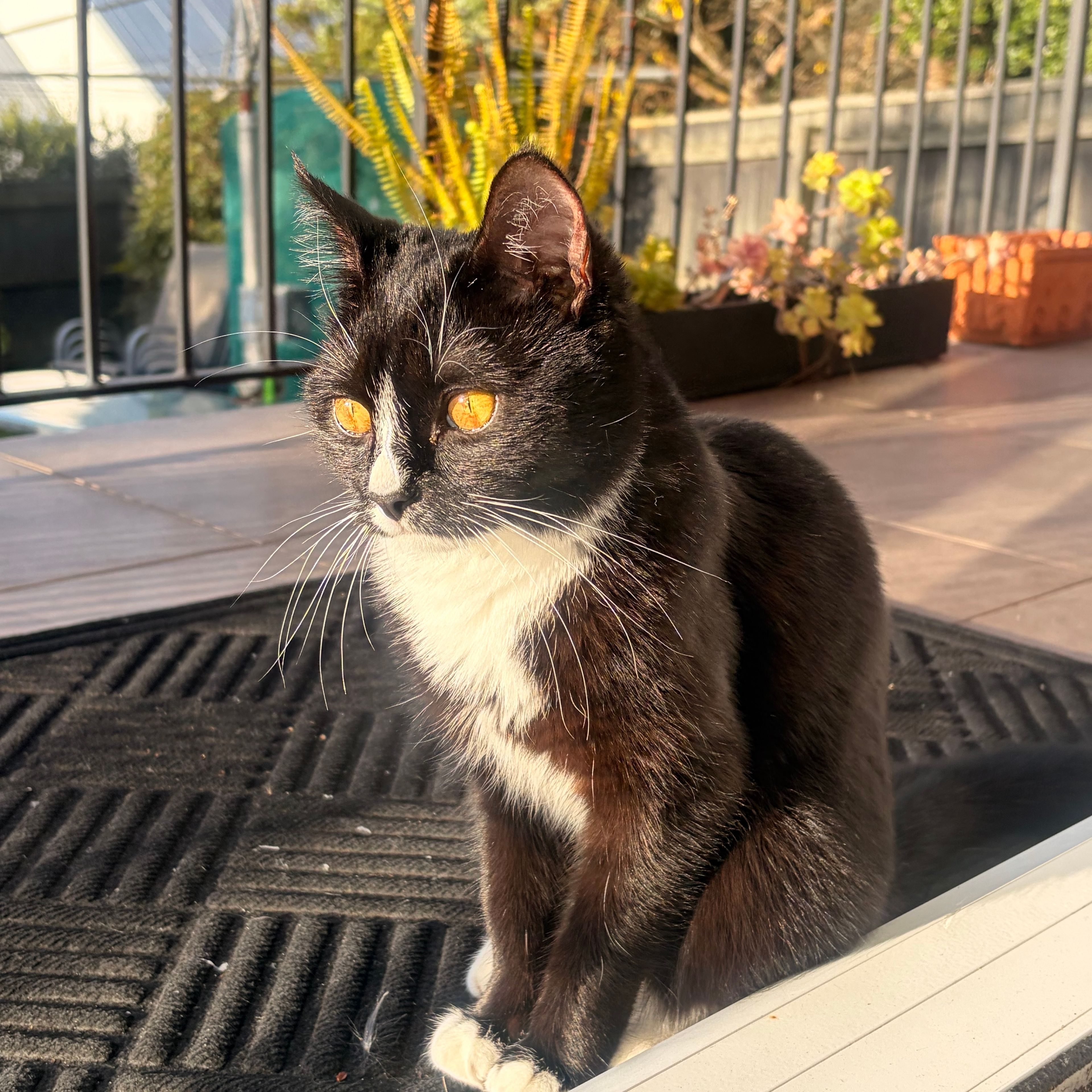 Mia