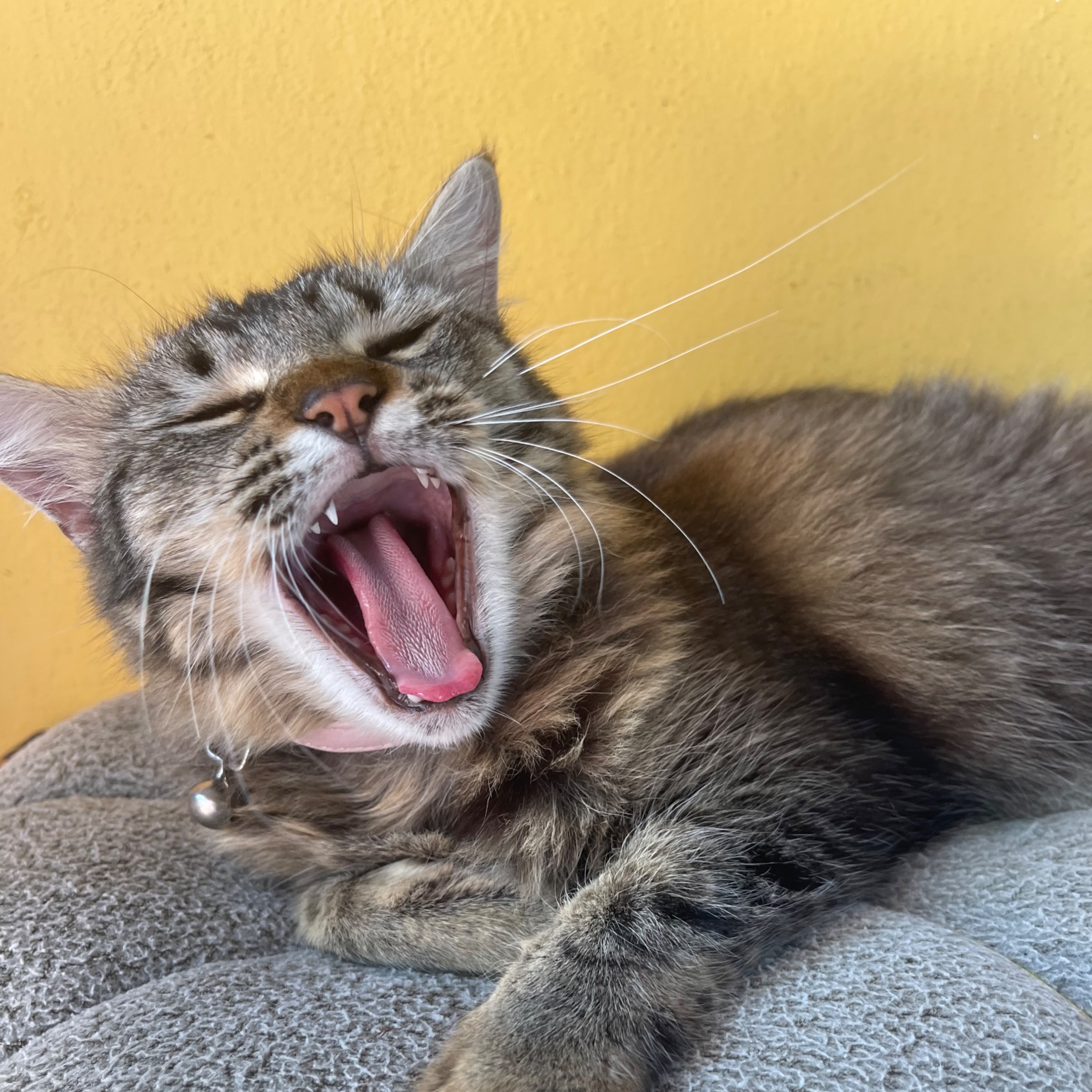 Mika