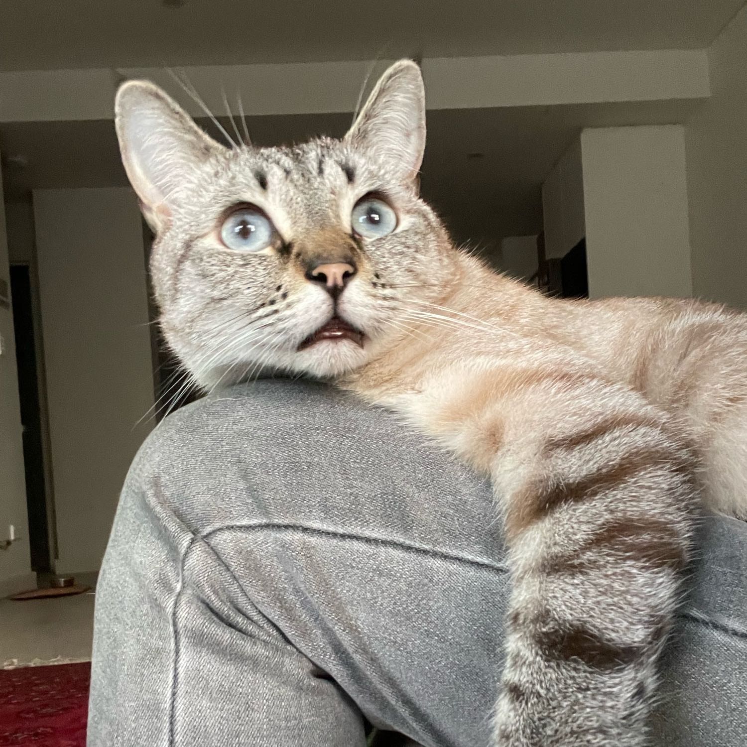 Tofu