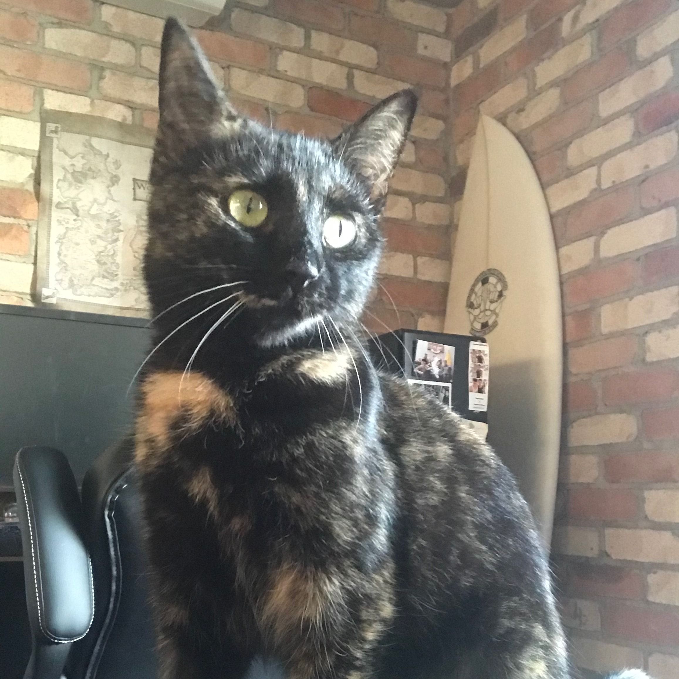 Pippa
