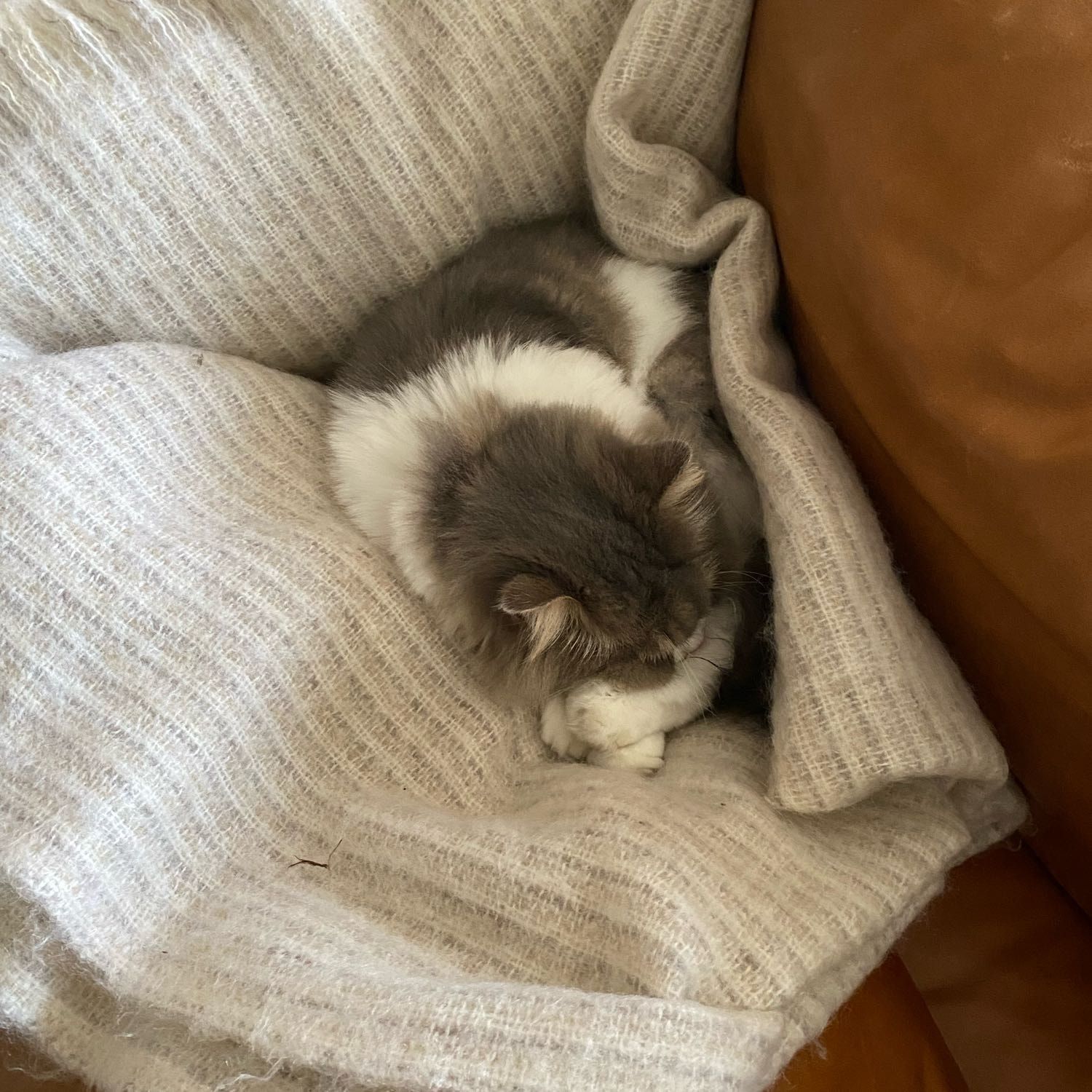 Peaches