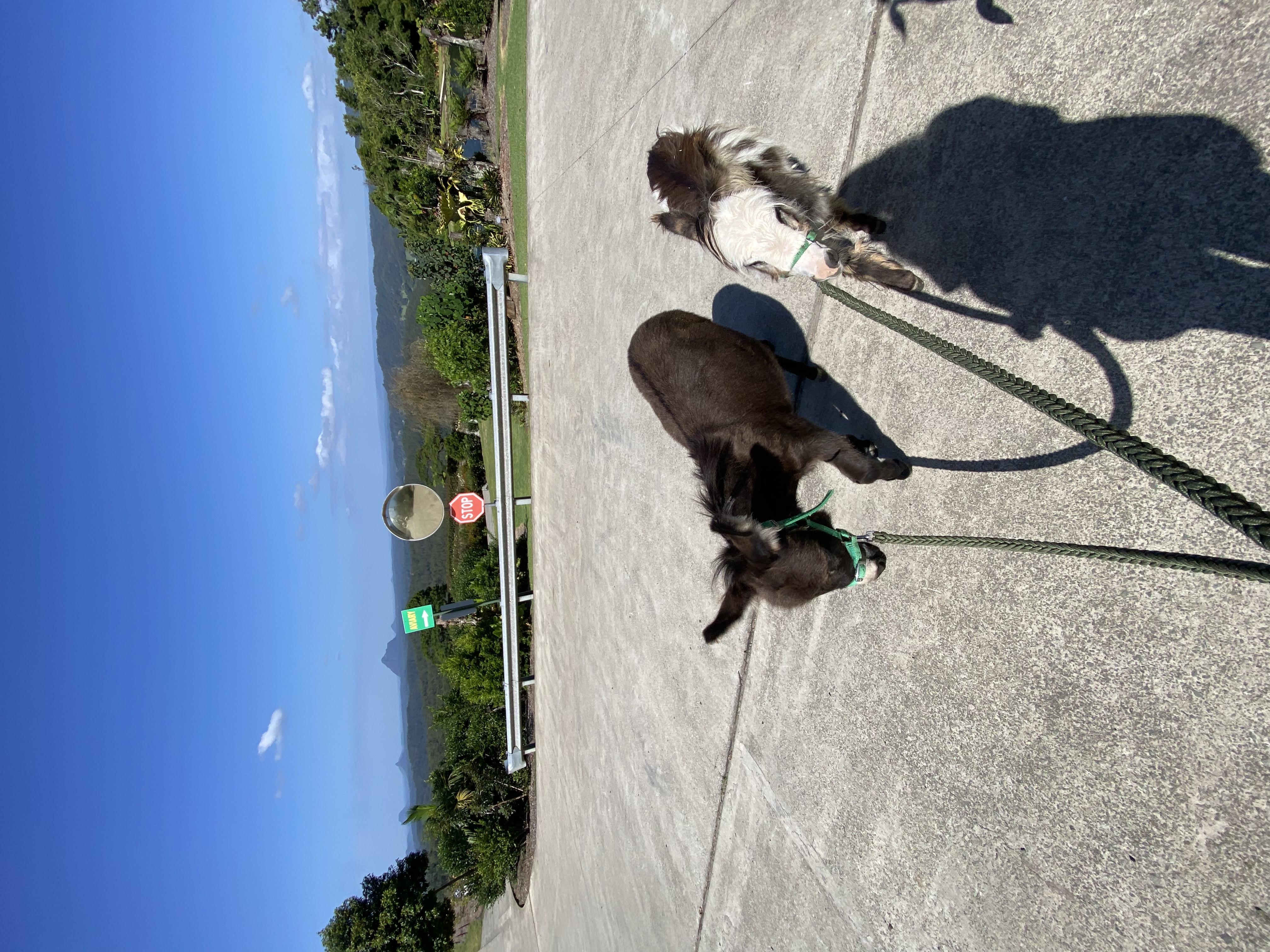 image-4