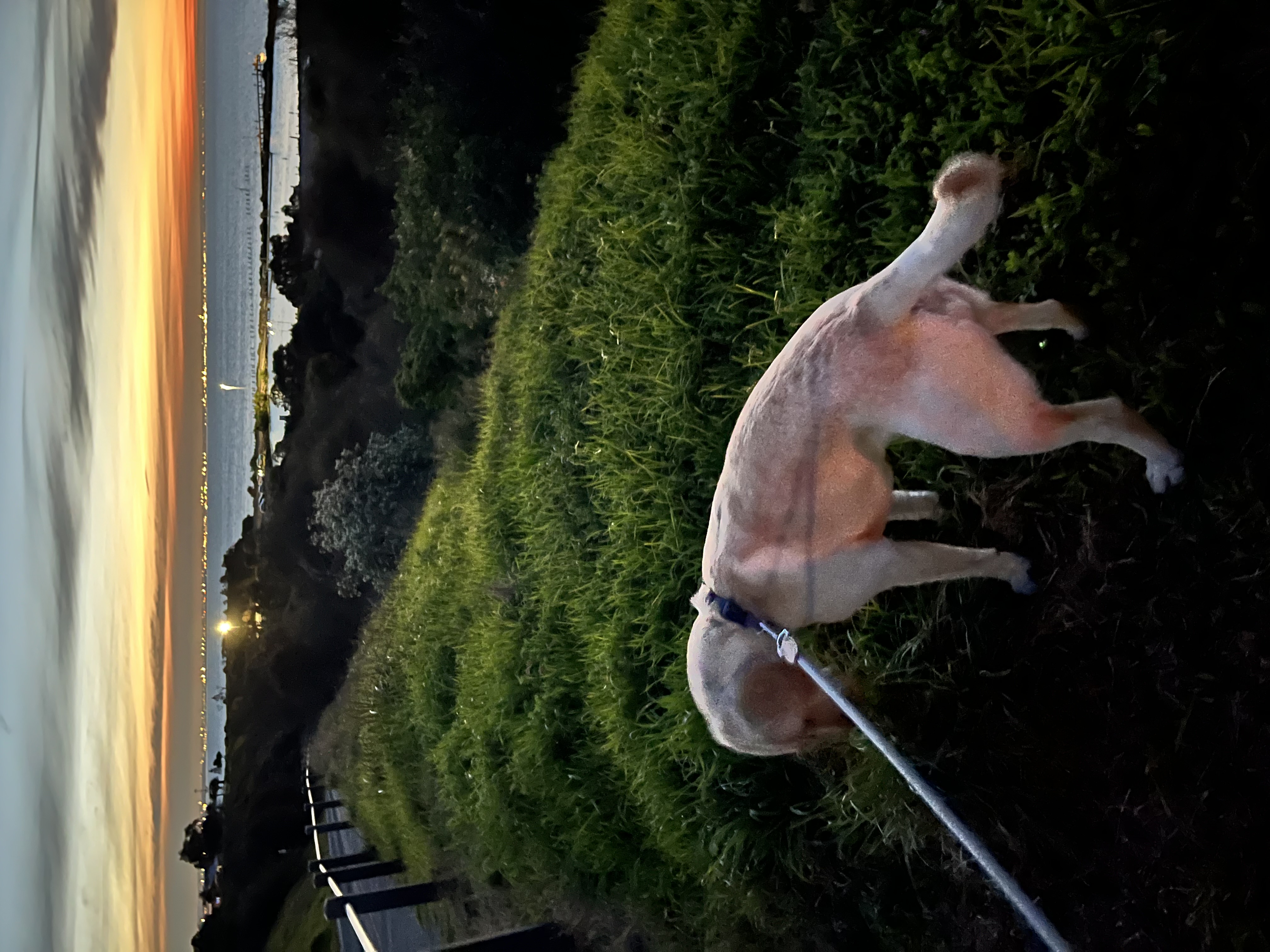 image-7