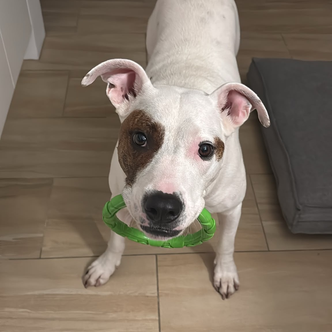 Canela